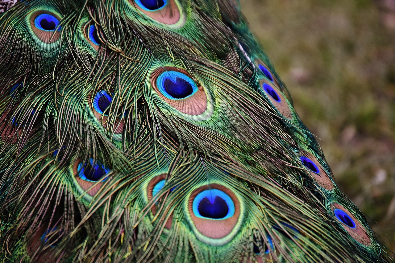 Image - peacock feathers colorful bird