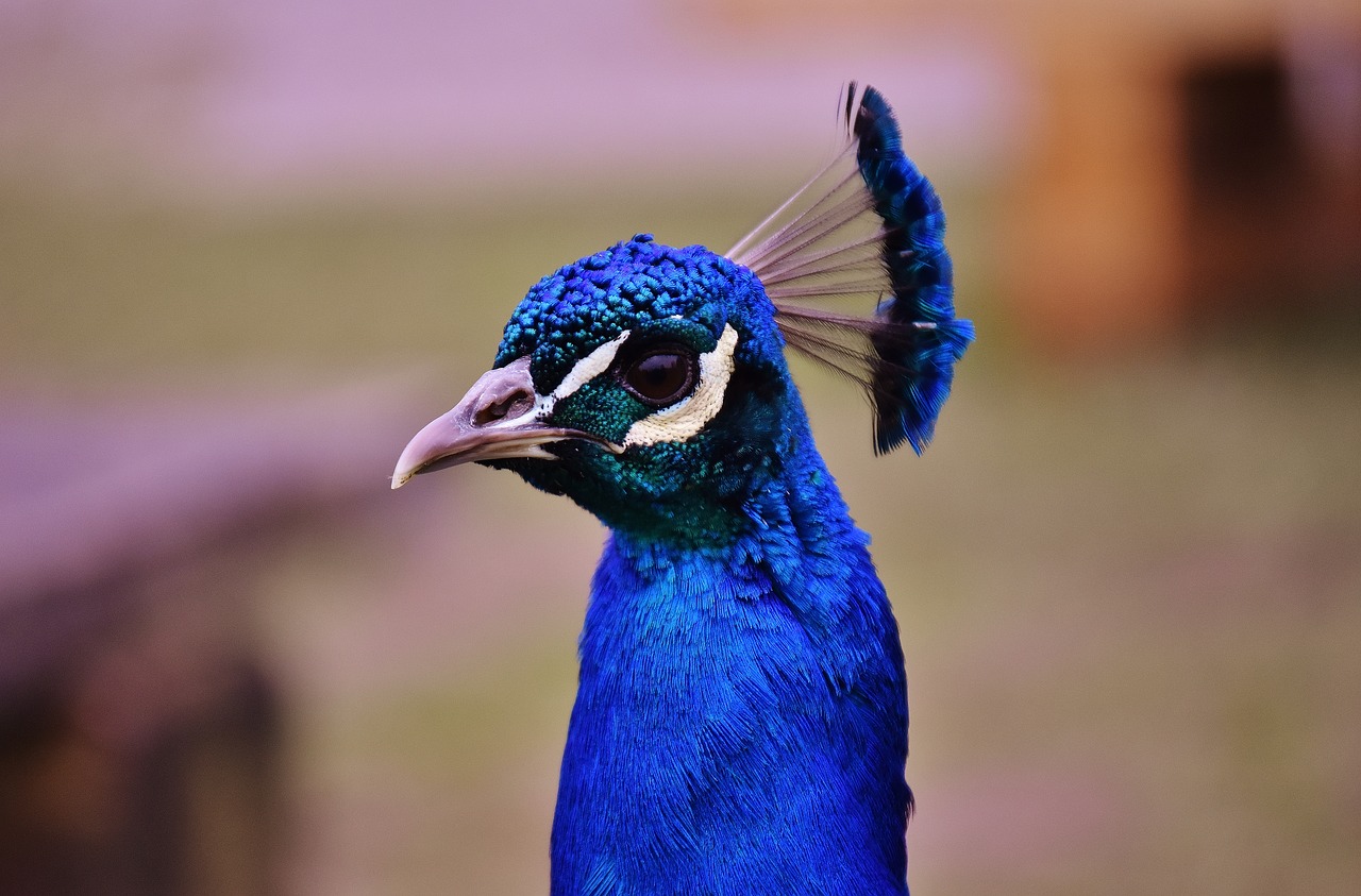 Image - peacock bird animal feather