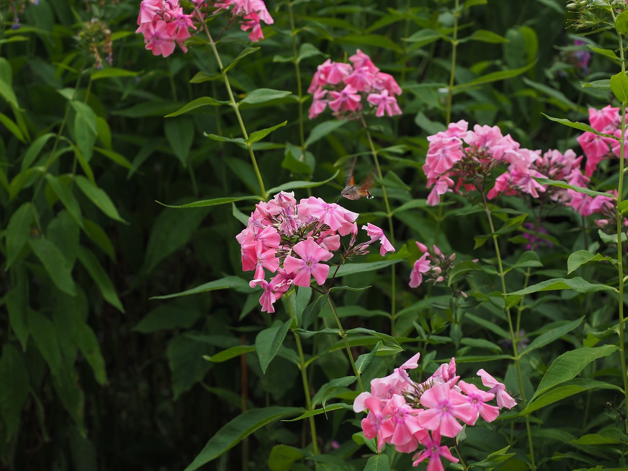 Image - hummingbird hawk moth