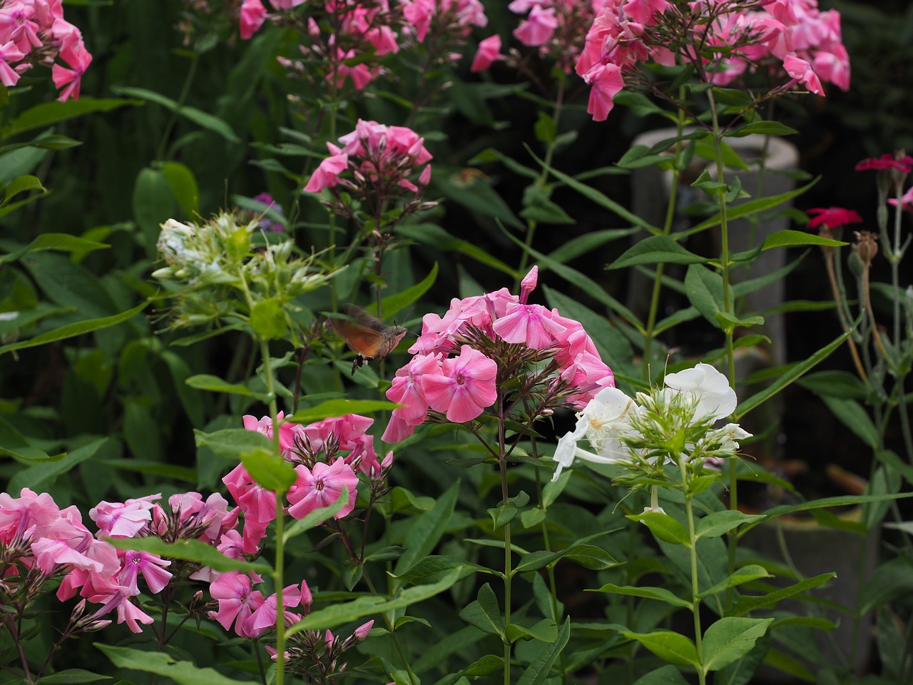 Image - phlox lock up herb plants