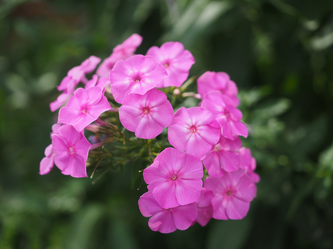 Image - phlox lock up herb plants