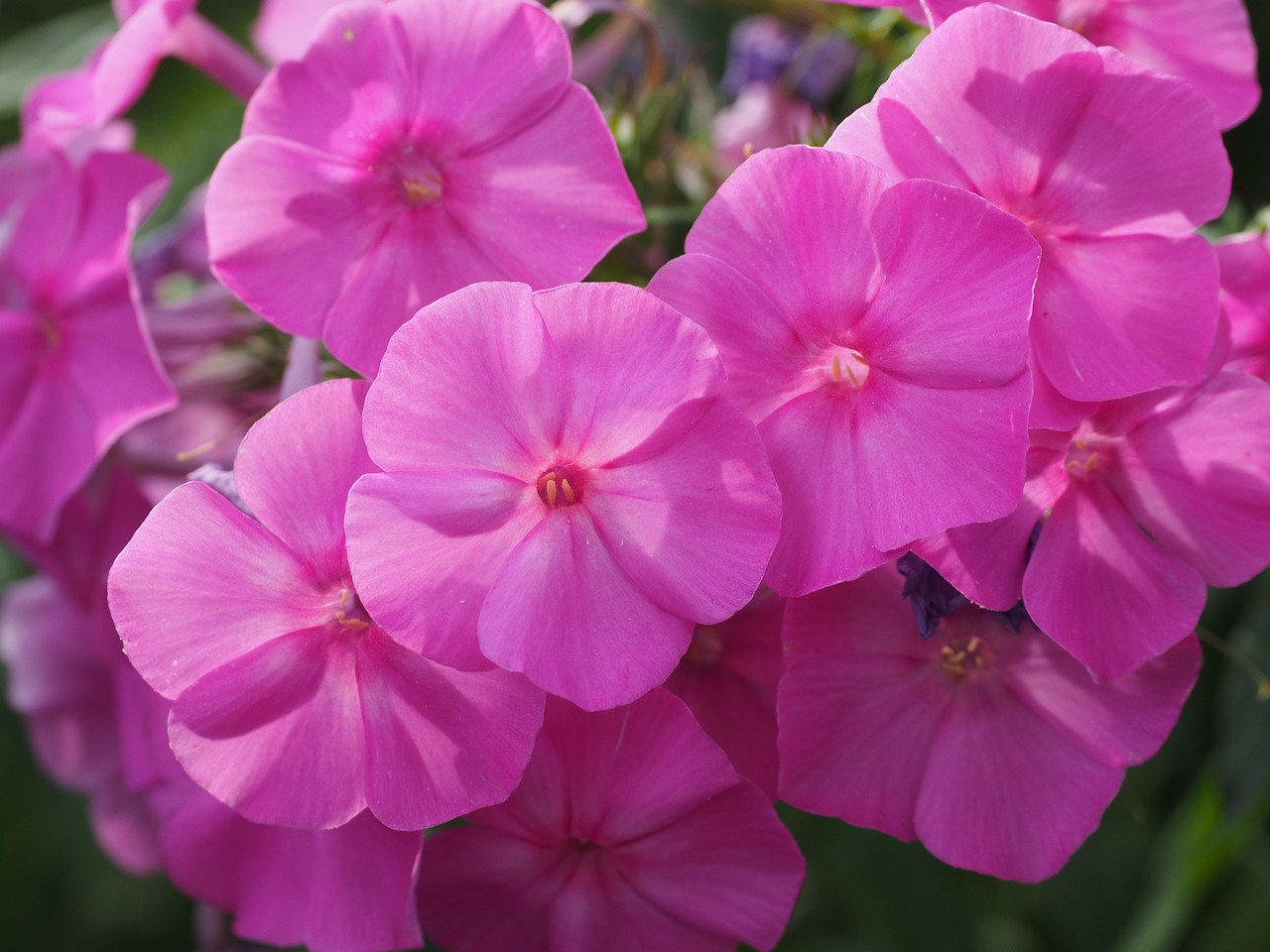 Image - phlox lock up herb plants