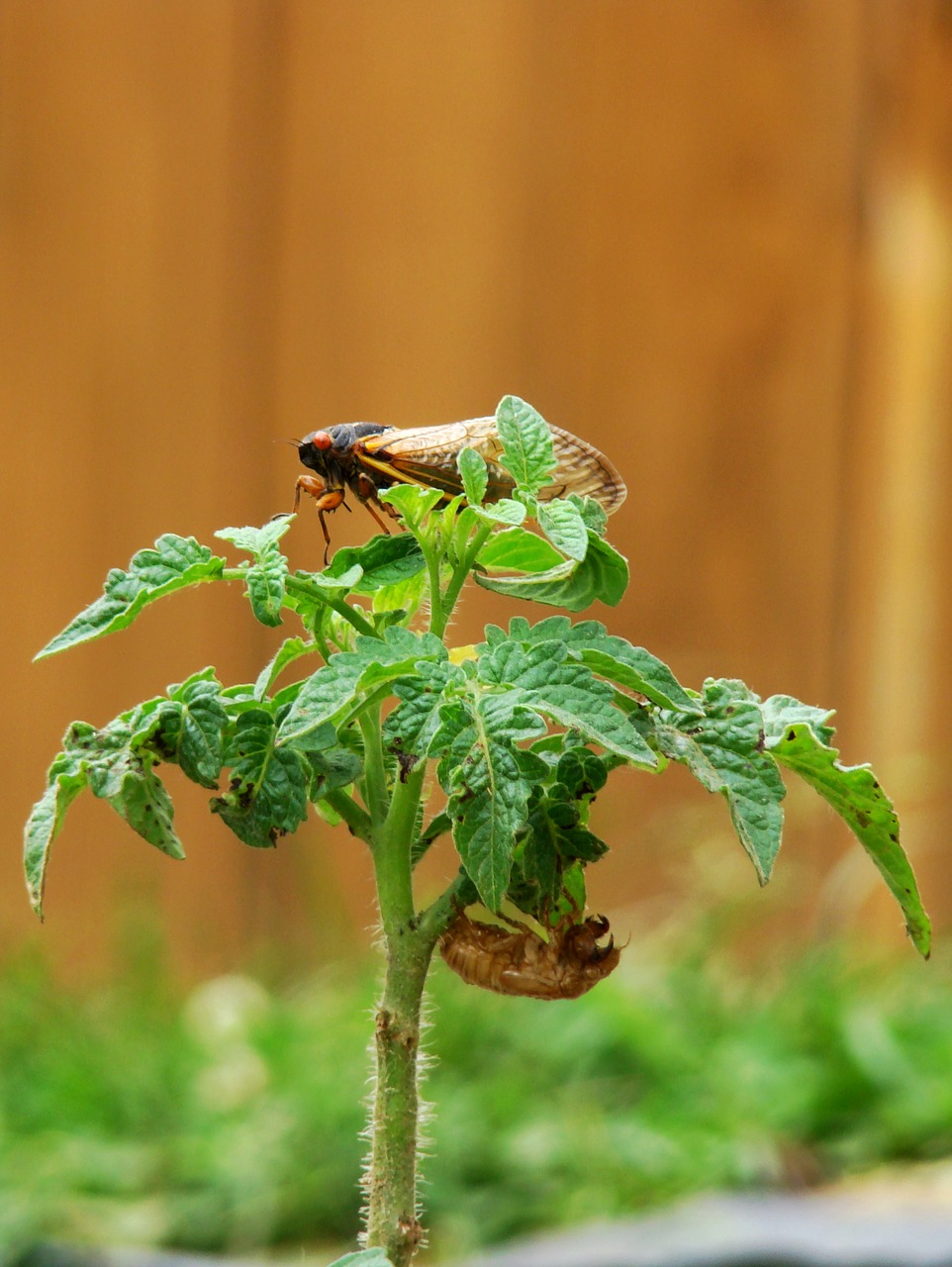 Image - cicada molted tomato plant