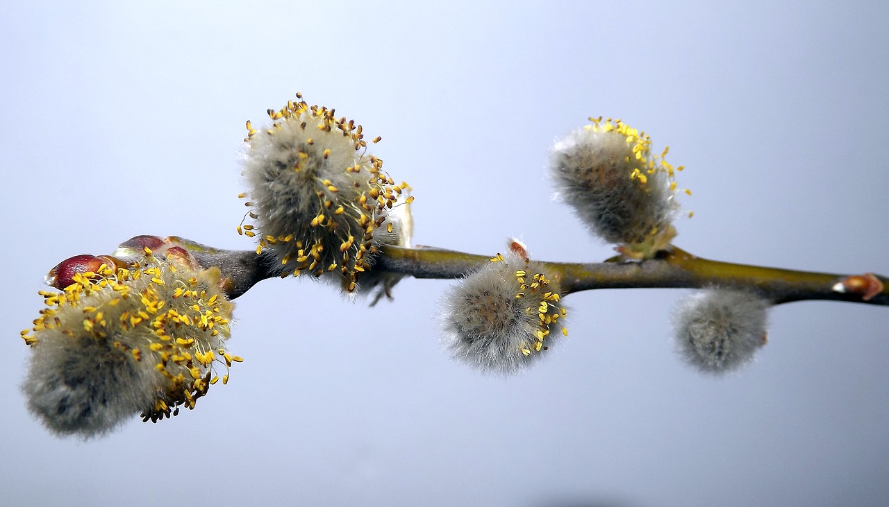 Image - plant tree sprig the basis of cats