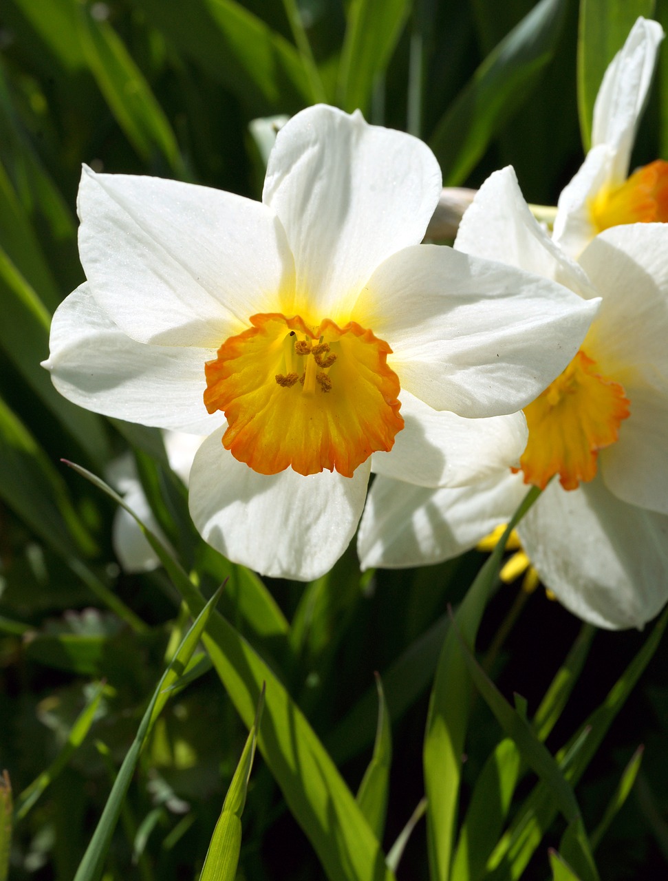 Image - flower narcissus summer white