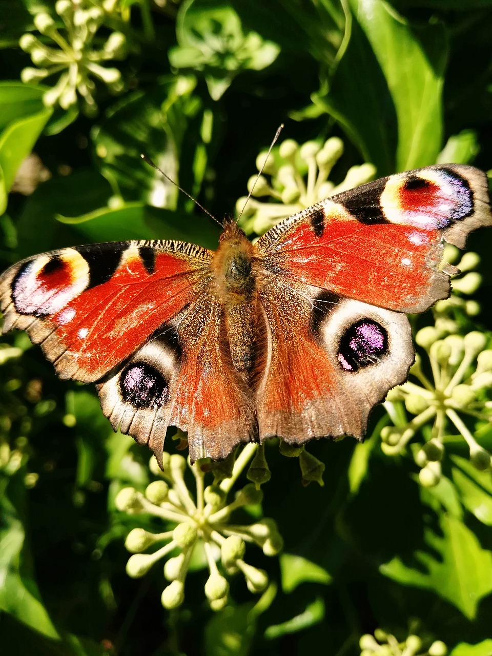 Image - colourful butterfly summer