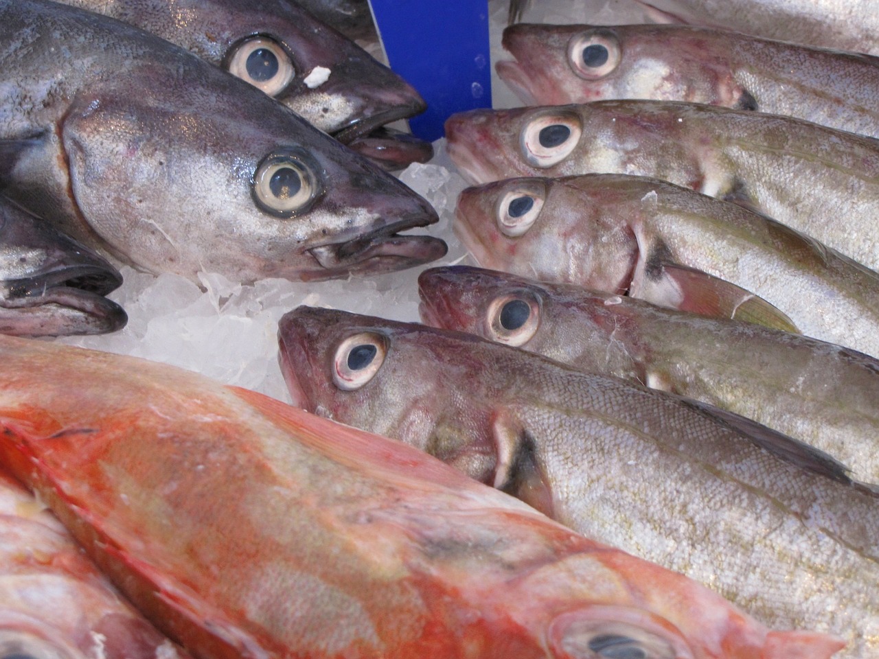 Image - fish herring smoked animal fresh