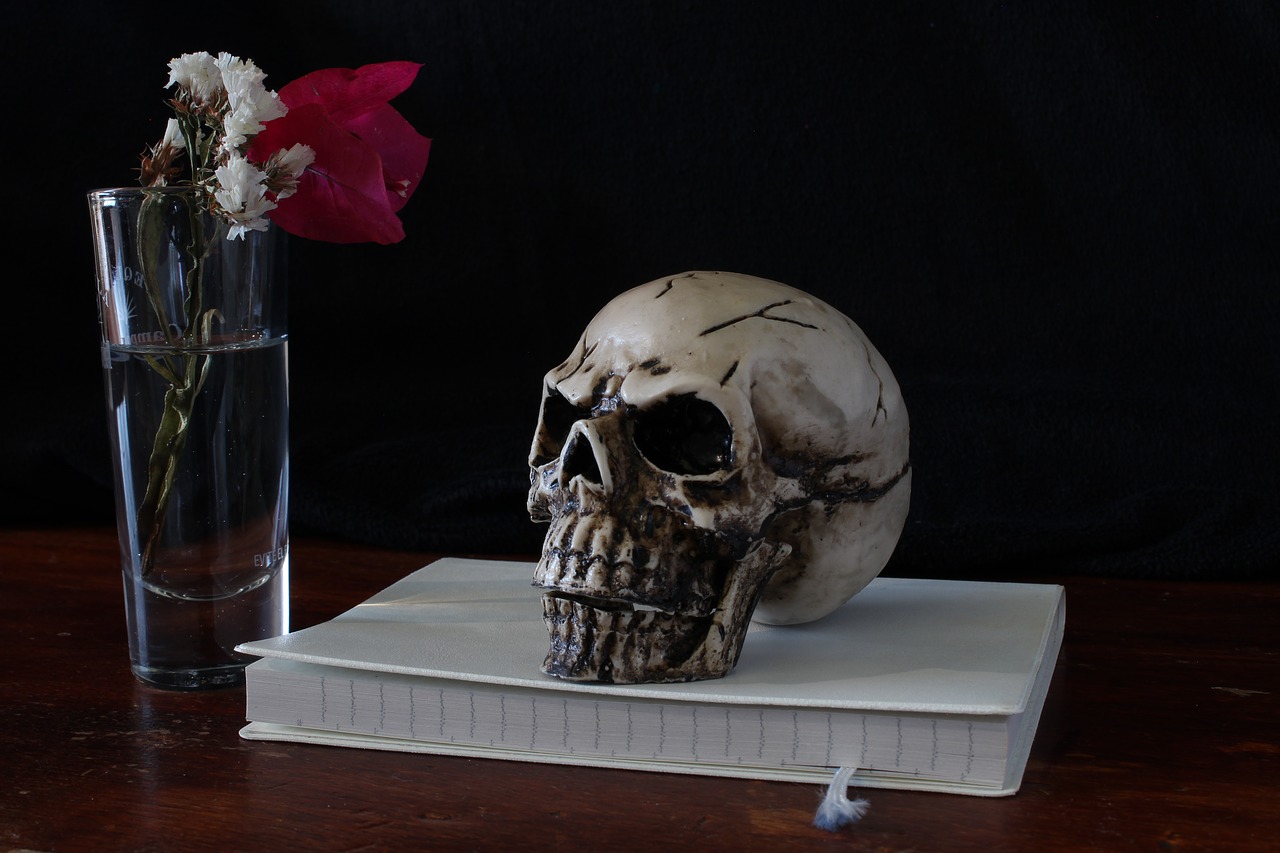 Image - skull still life representation