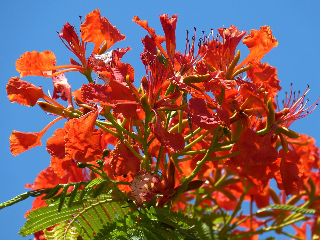 Image - tree nature flowers garden spring