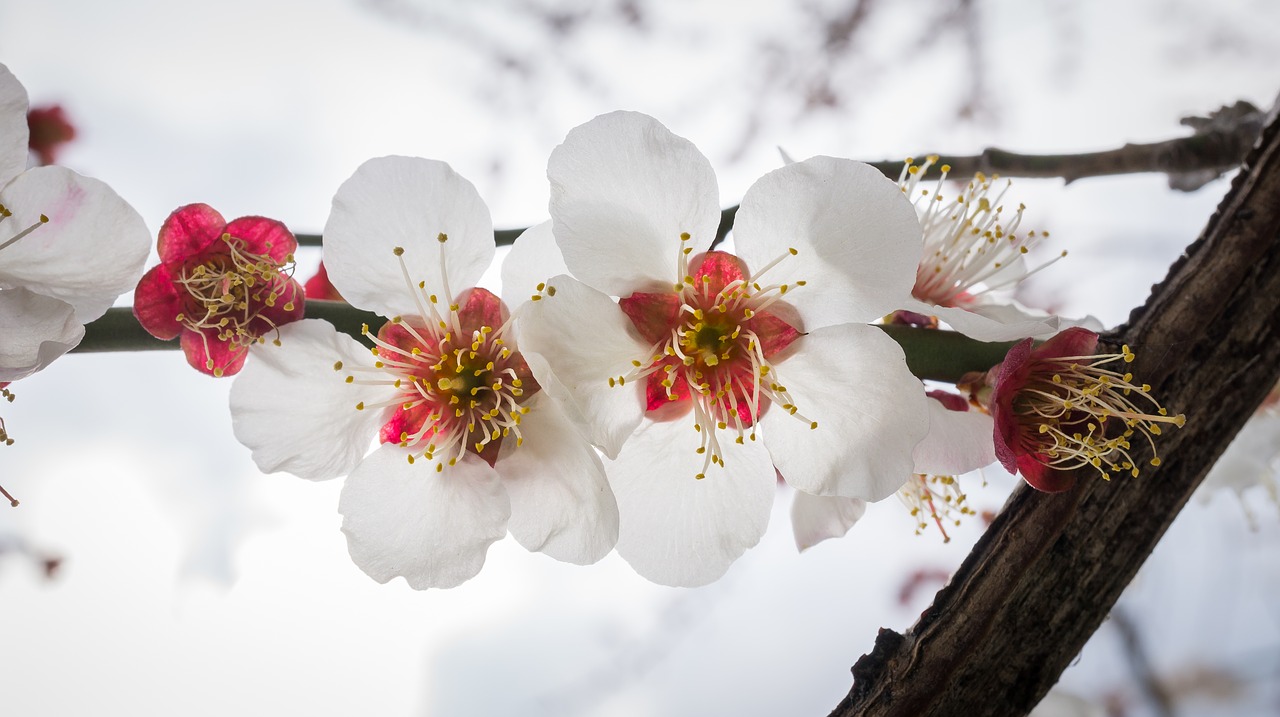 Image - cherry blossom flowers nature