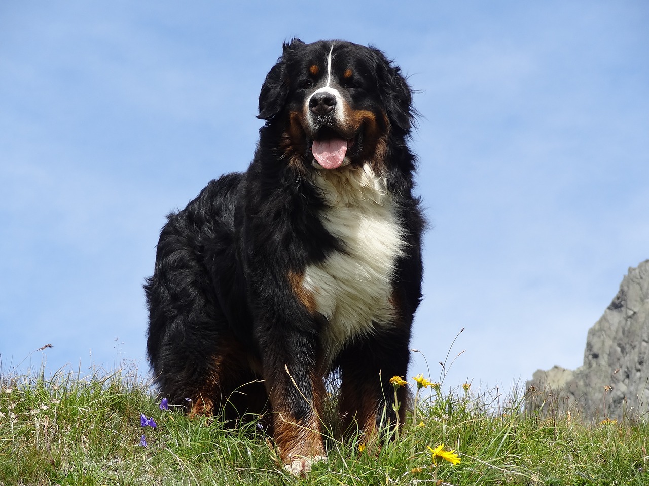 Image - bernese mountain dog animal picture