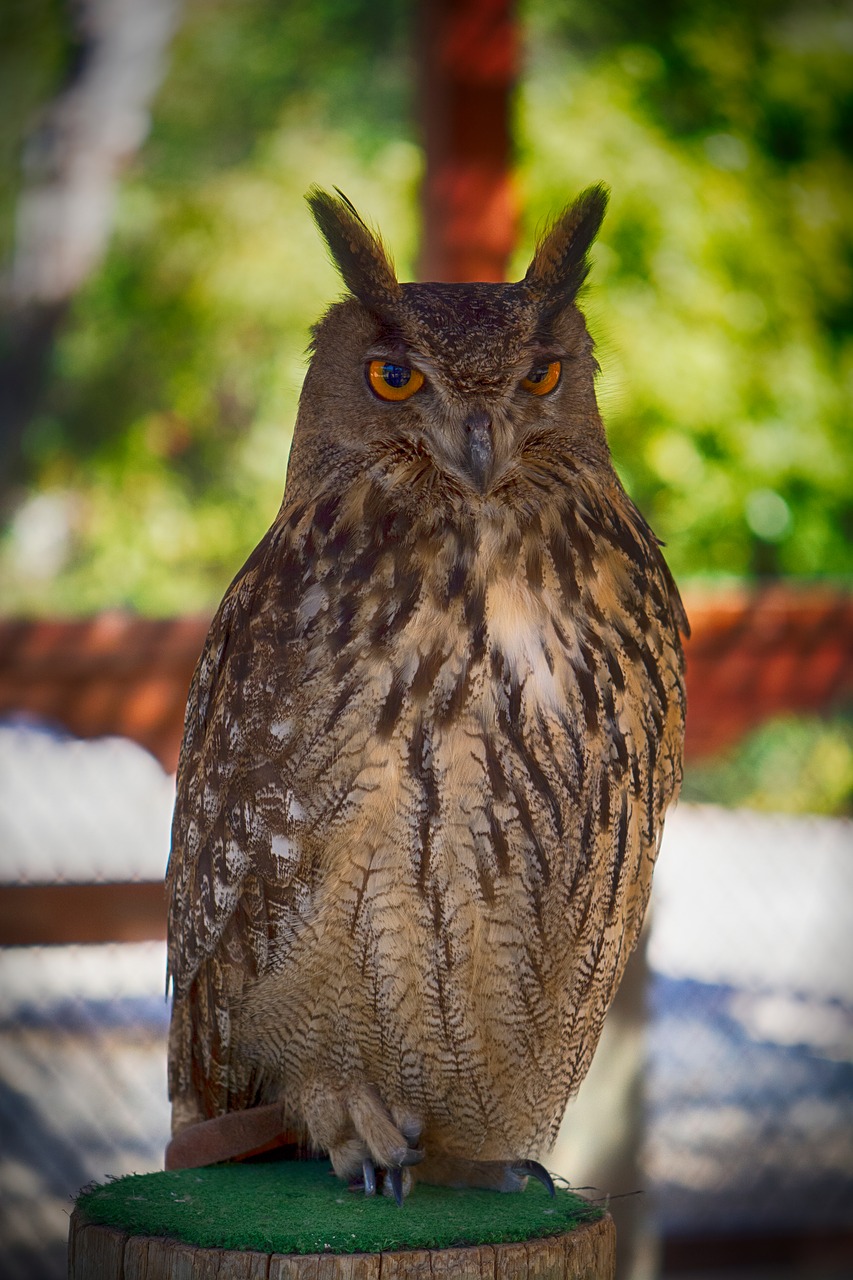 Image - buho owl animal ave bird animals
