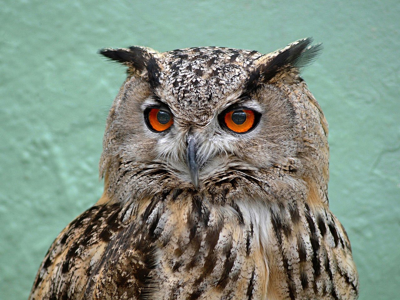 Image - owl bird wildlife alone macro