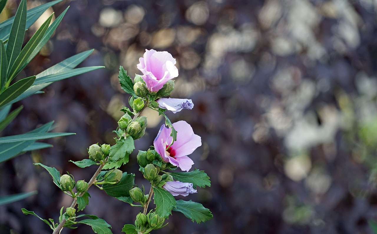 Image - hibiscus pink flower flower mallow