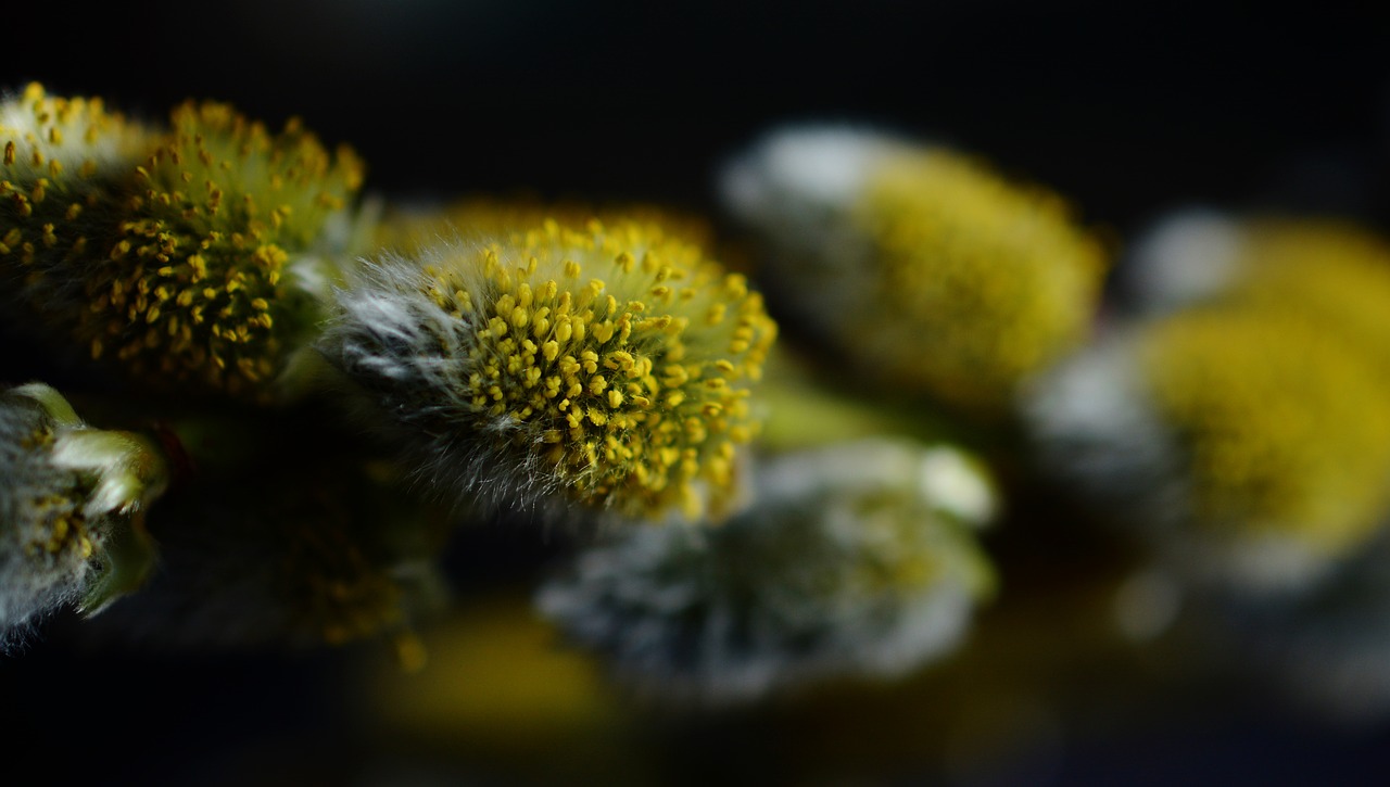 Image - pasture pussy willow inflorescence