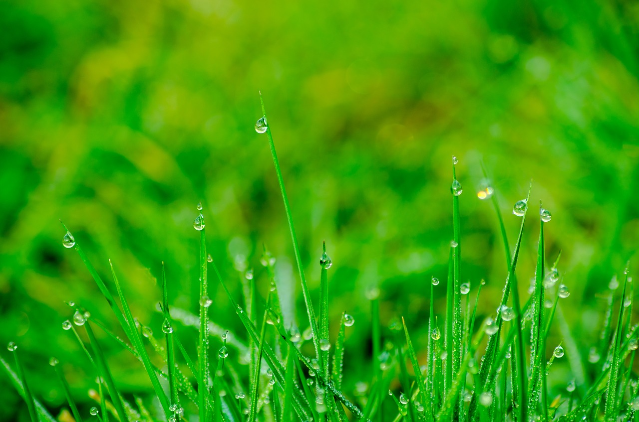 Image - grass rush meadow drip dew garden