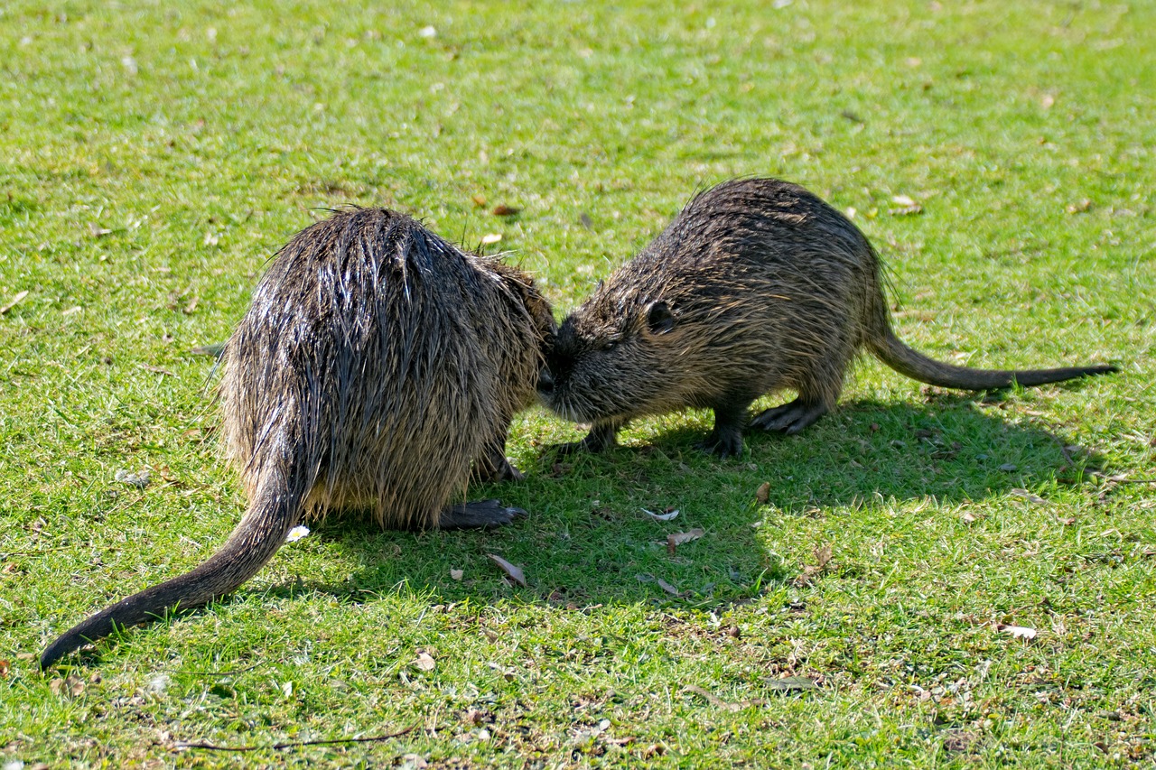 Image - rodent ondatra zibethicus creature