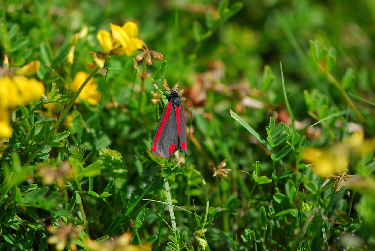 Image - cinnabar moth moth spring cinnabar