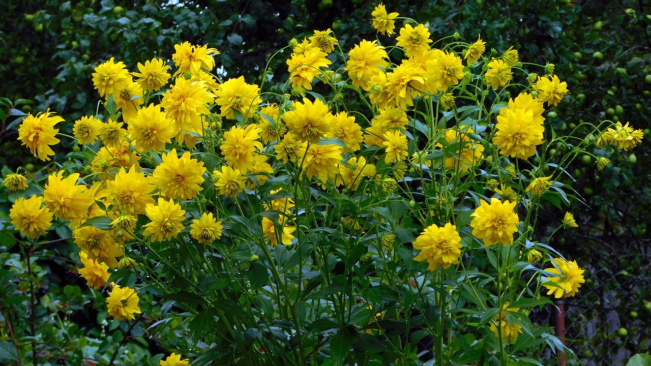 Image - dacha flowers yellow