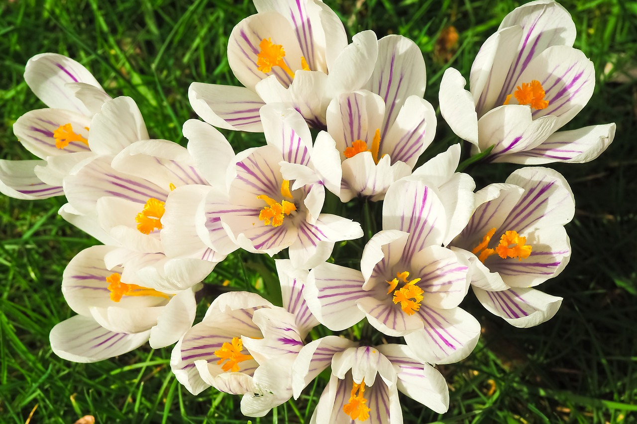 Image - crocus flower spring spring flower