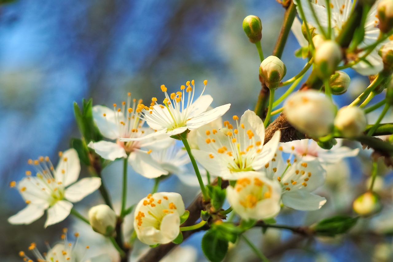 Image - sour cherry tree nature summer