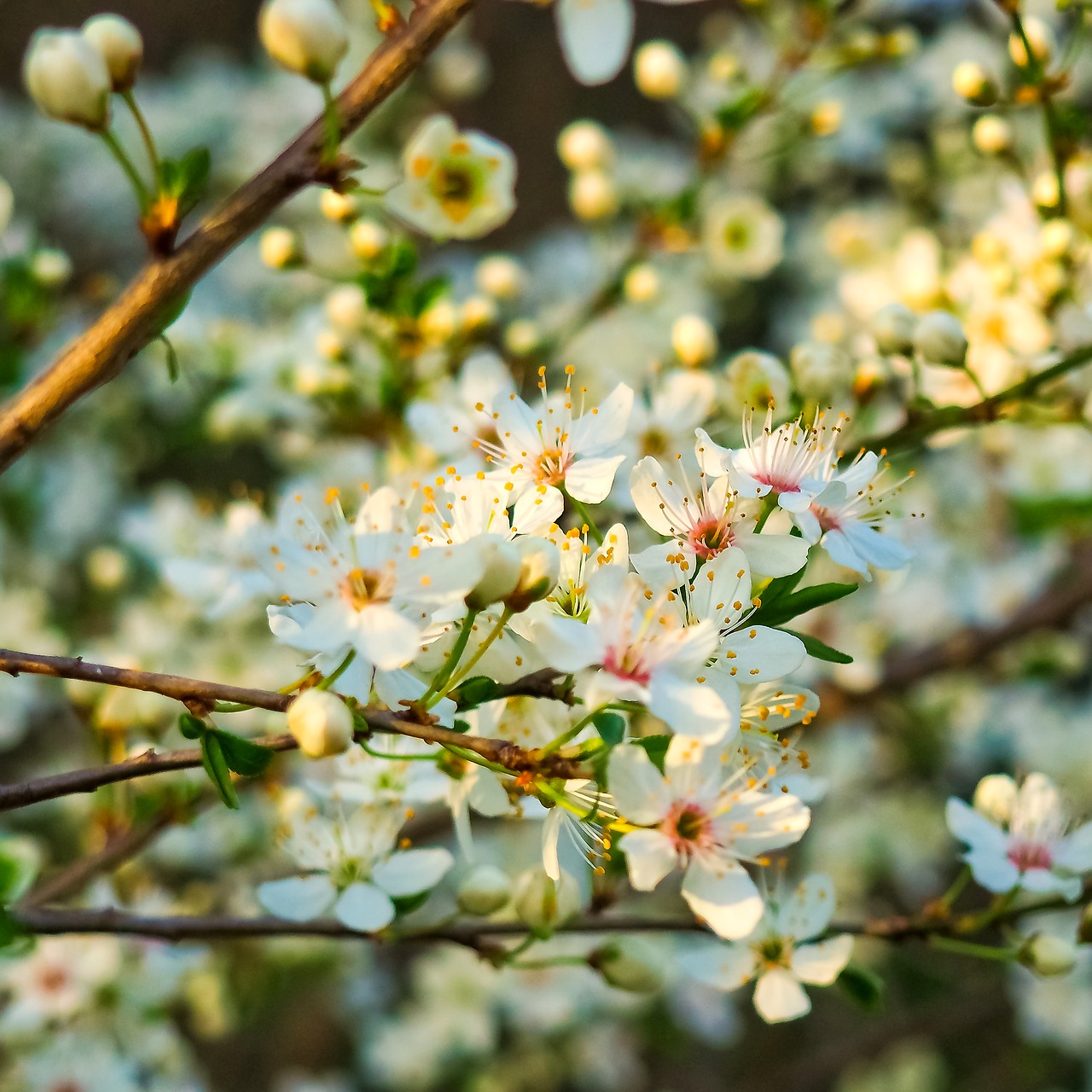 Image - sour cherry tree nature summer