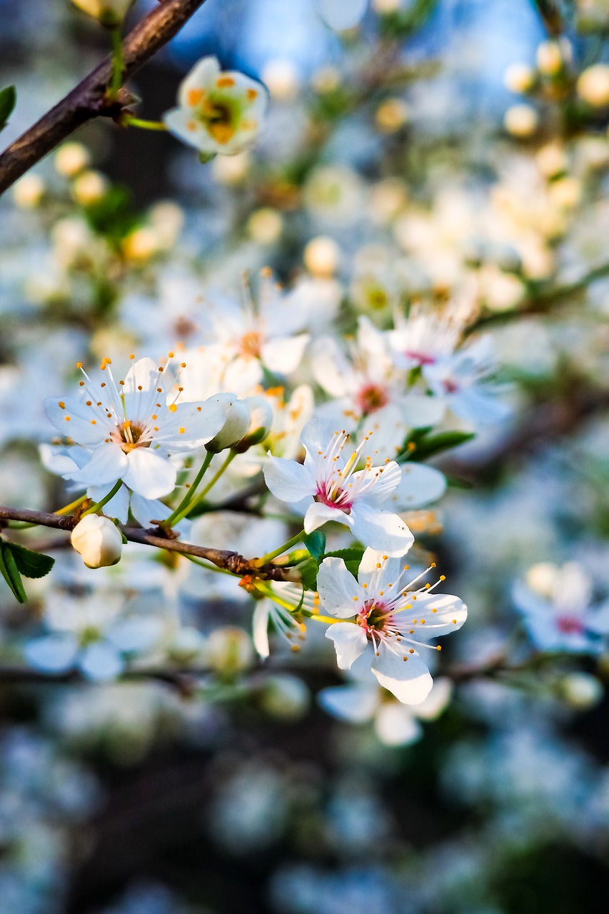 Image - sour cherry tree nature summer