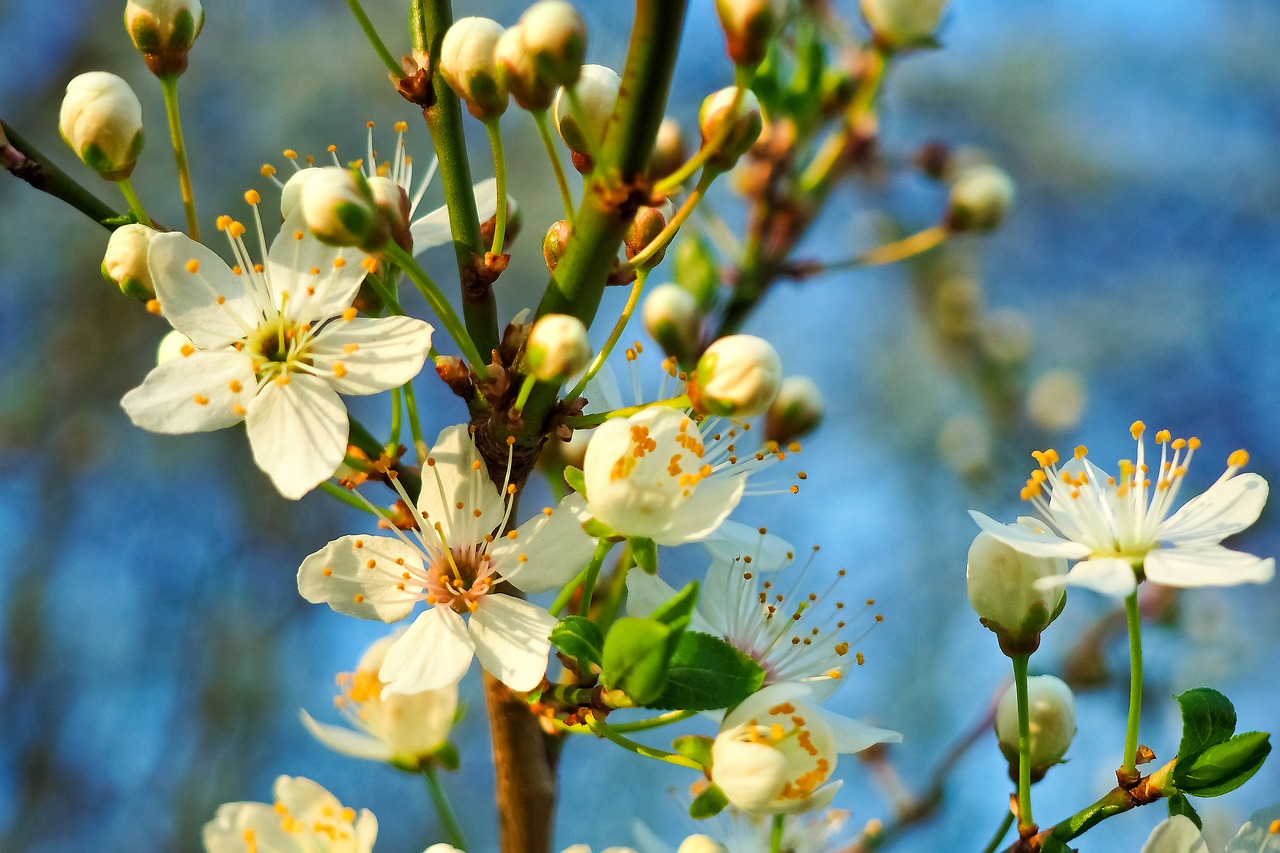 Image - sour cherry tree nature summer