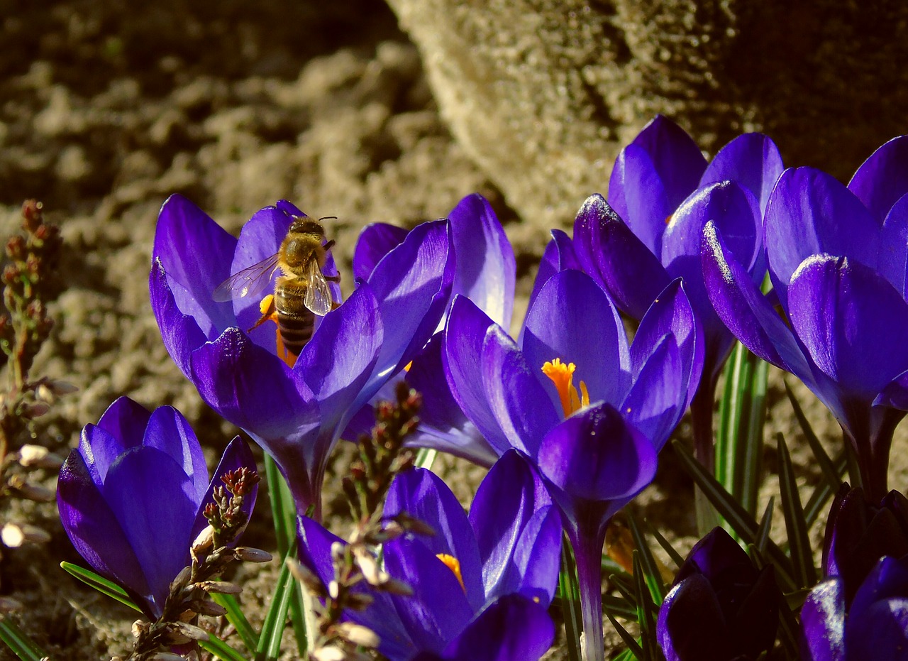 Image - bee crocus honey bee foraging