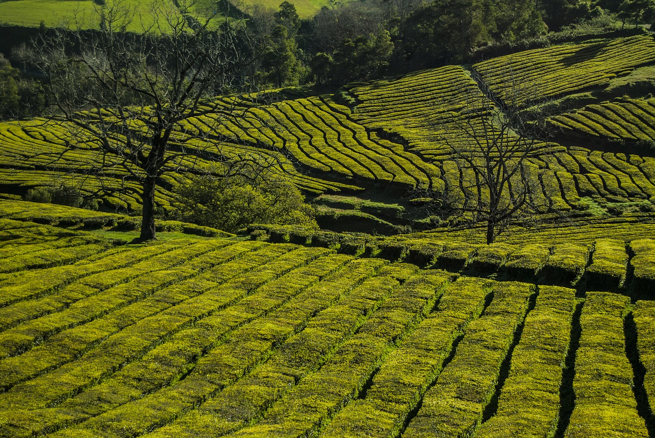 Image - plantation tea green nature walk