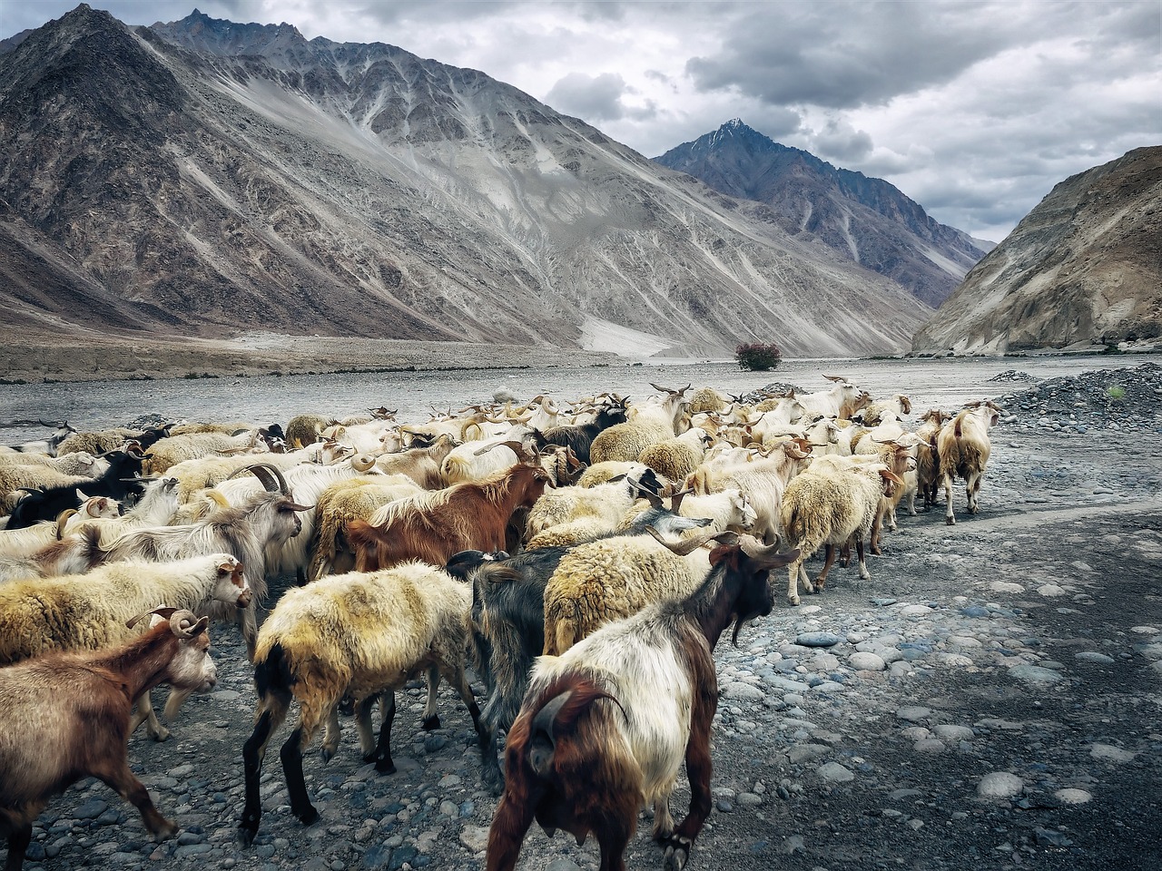 Image - goats plateau highlands ladakh