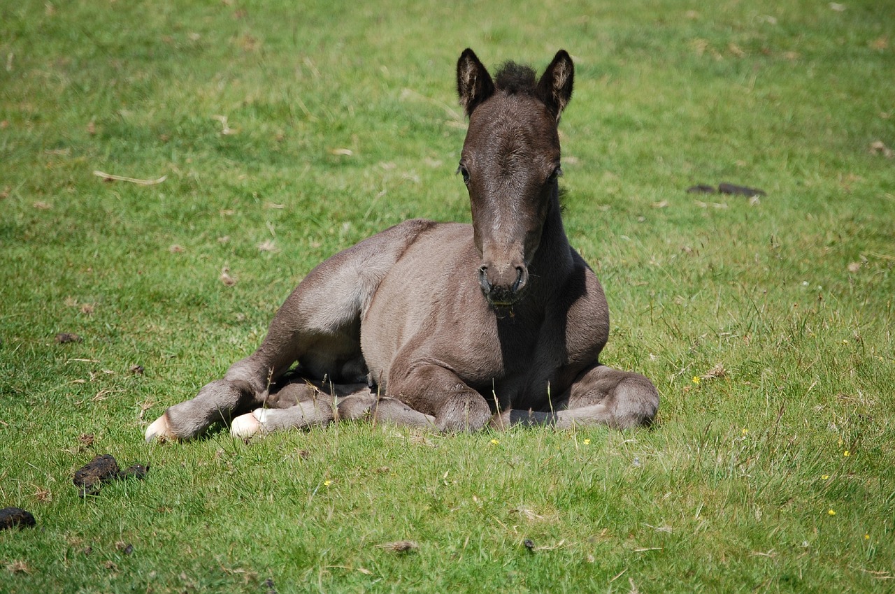 Image - dartmoor foal animal horse cornwall