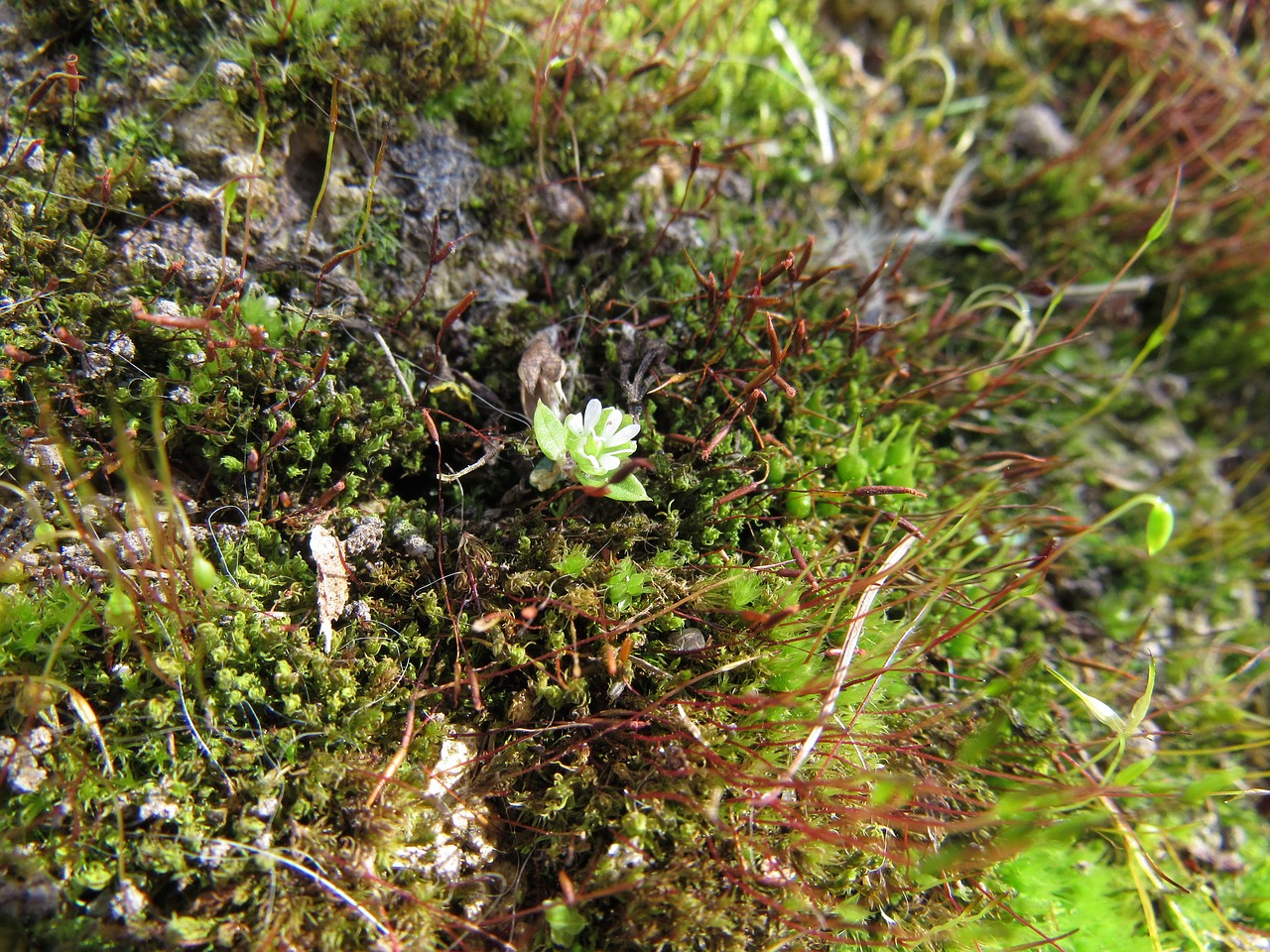 Image - moss microclimate close