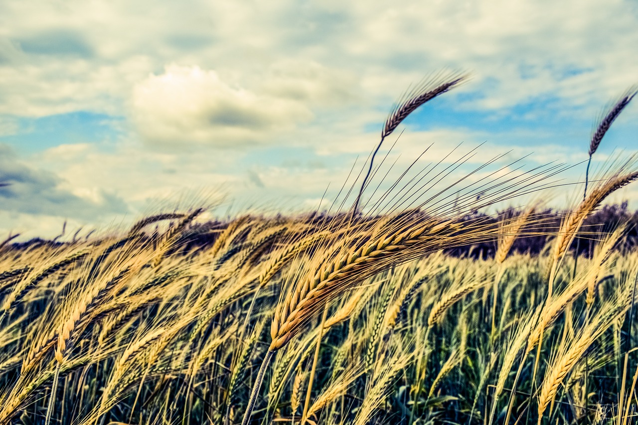 Image - barley cereals wind agriculture