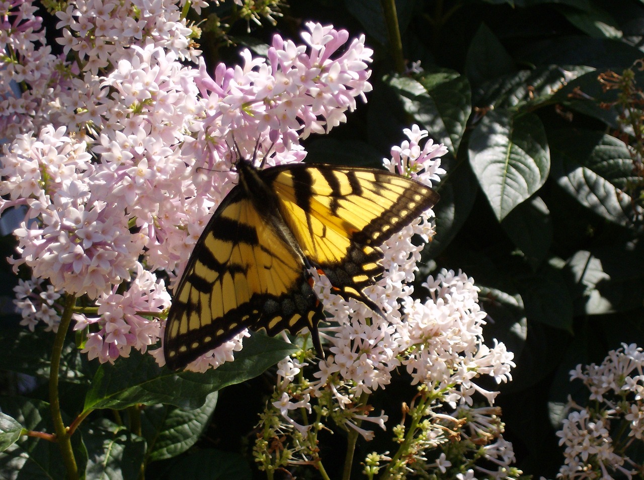 Image - butterfly close up lilac bush