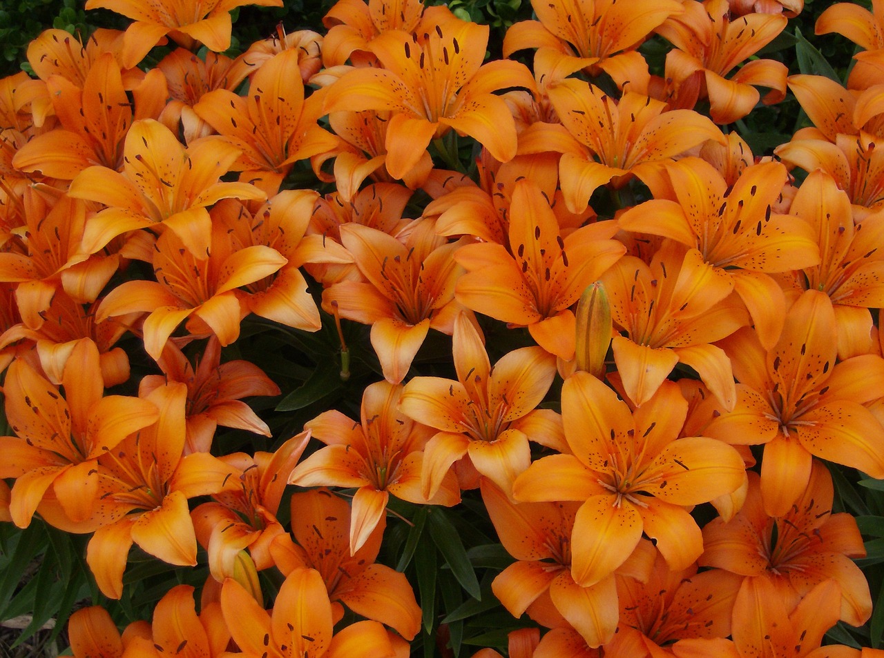 Image - orange lily tiger lily flowers