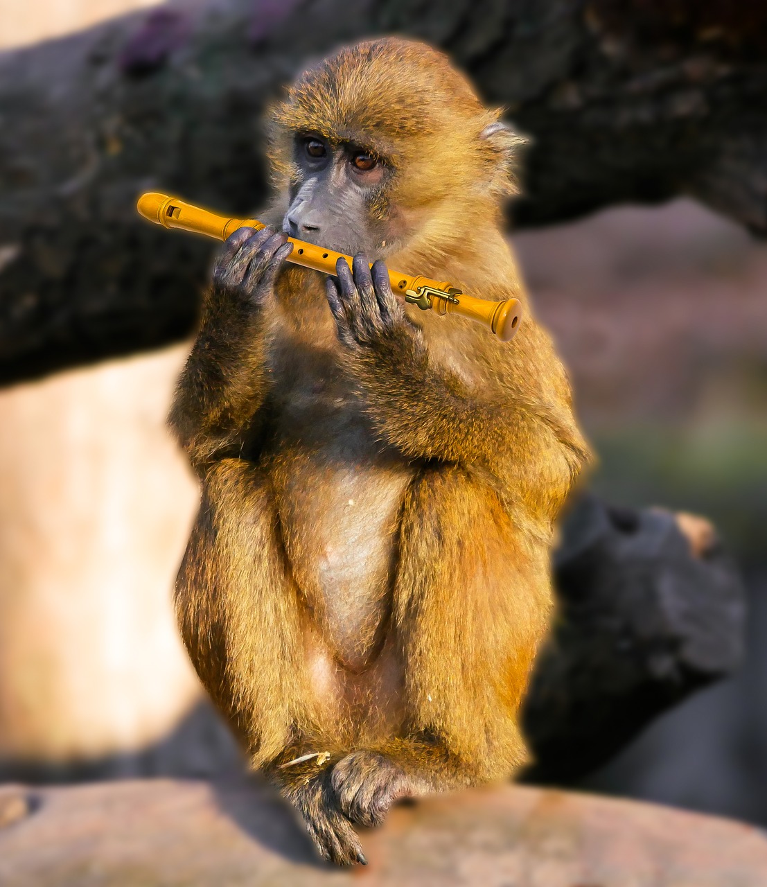 Image - animal monkey baboon musician