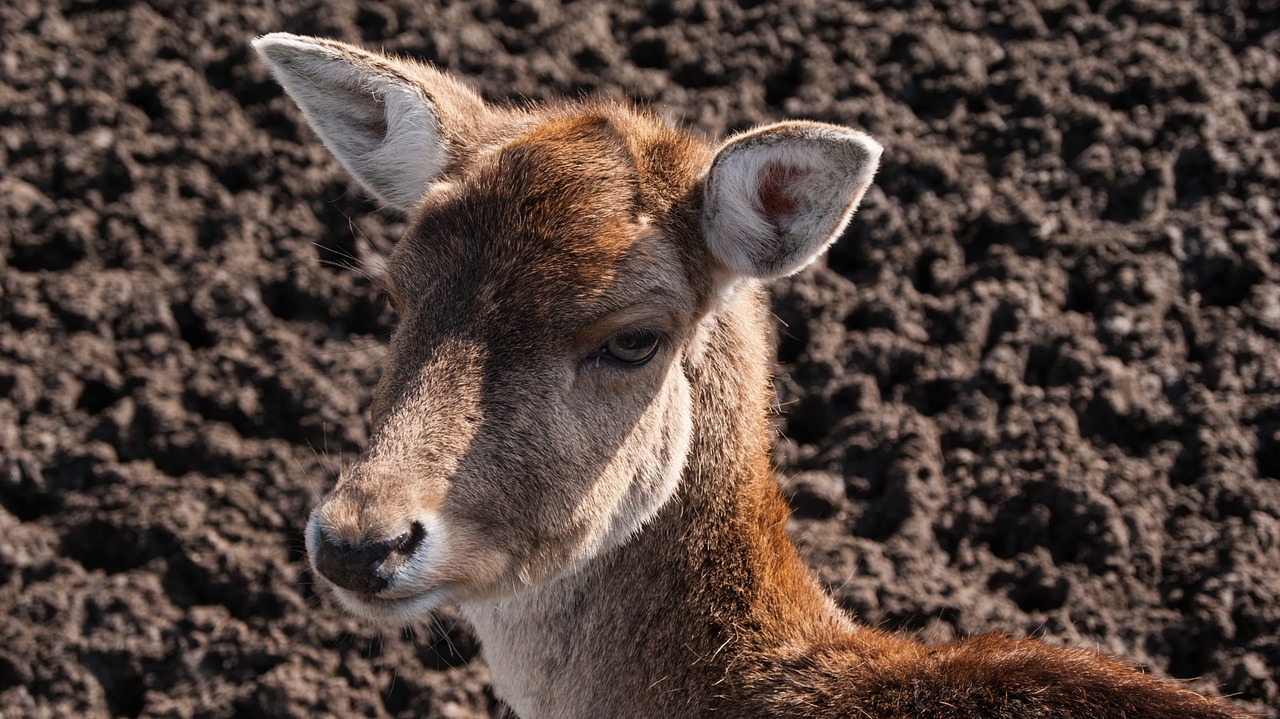 Image - deer animal ree nature wild