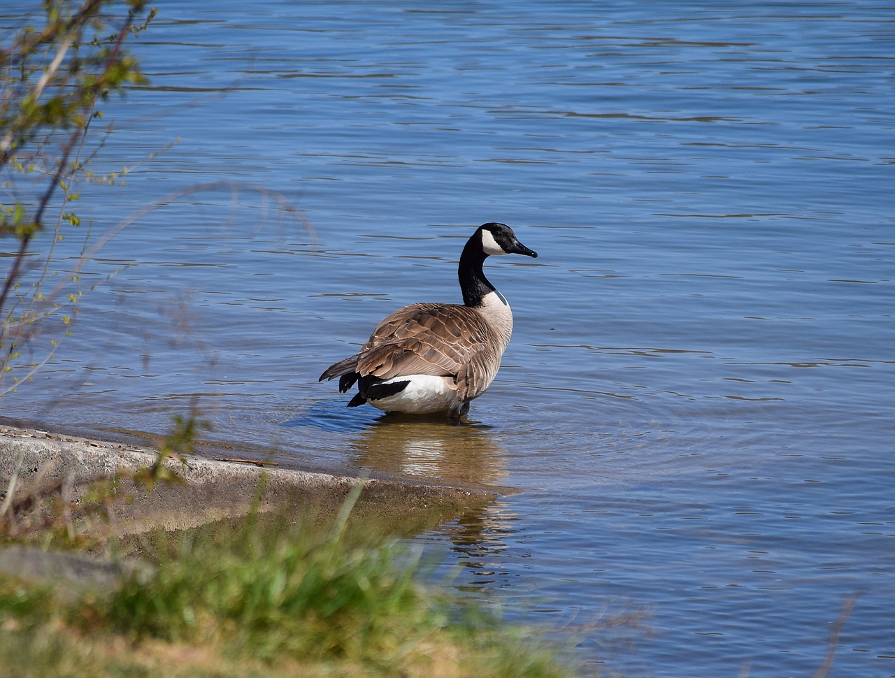 Image - canada goose goose aquatic bird