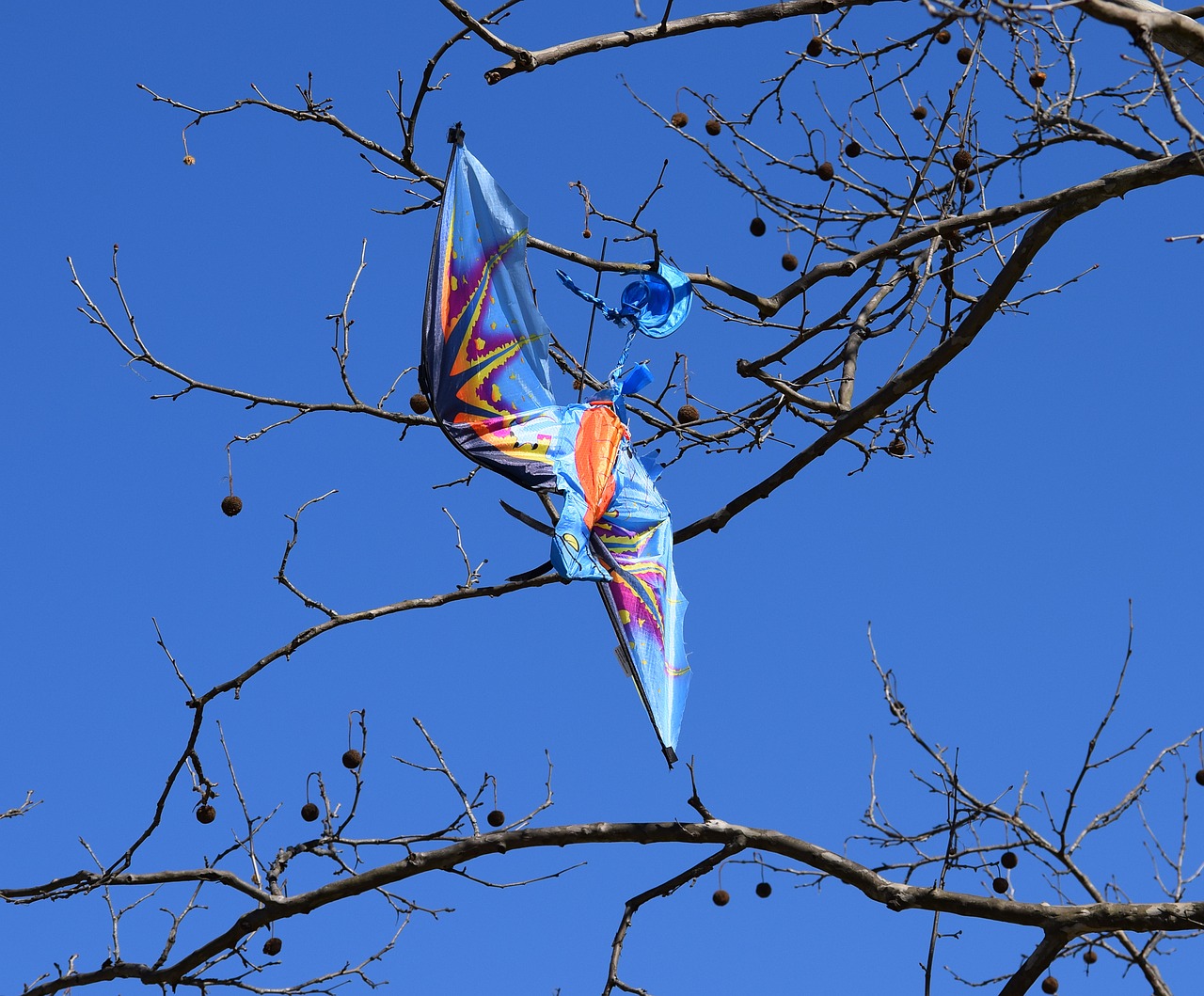 Image - kite in tree kite tree bird kite