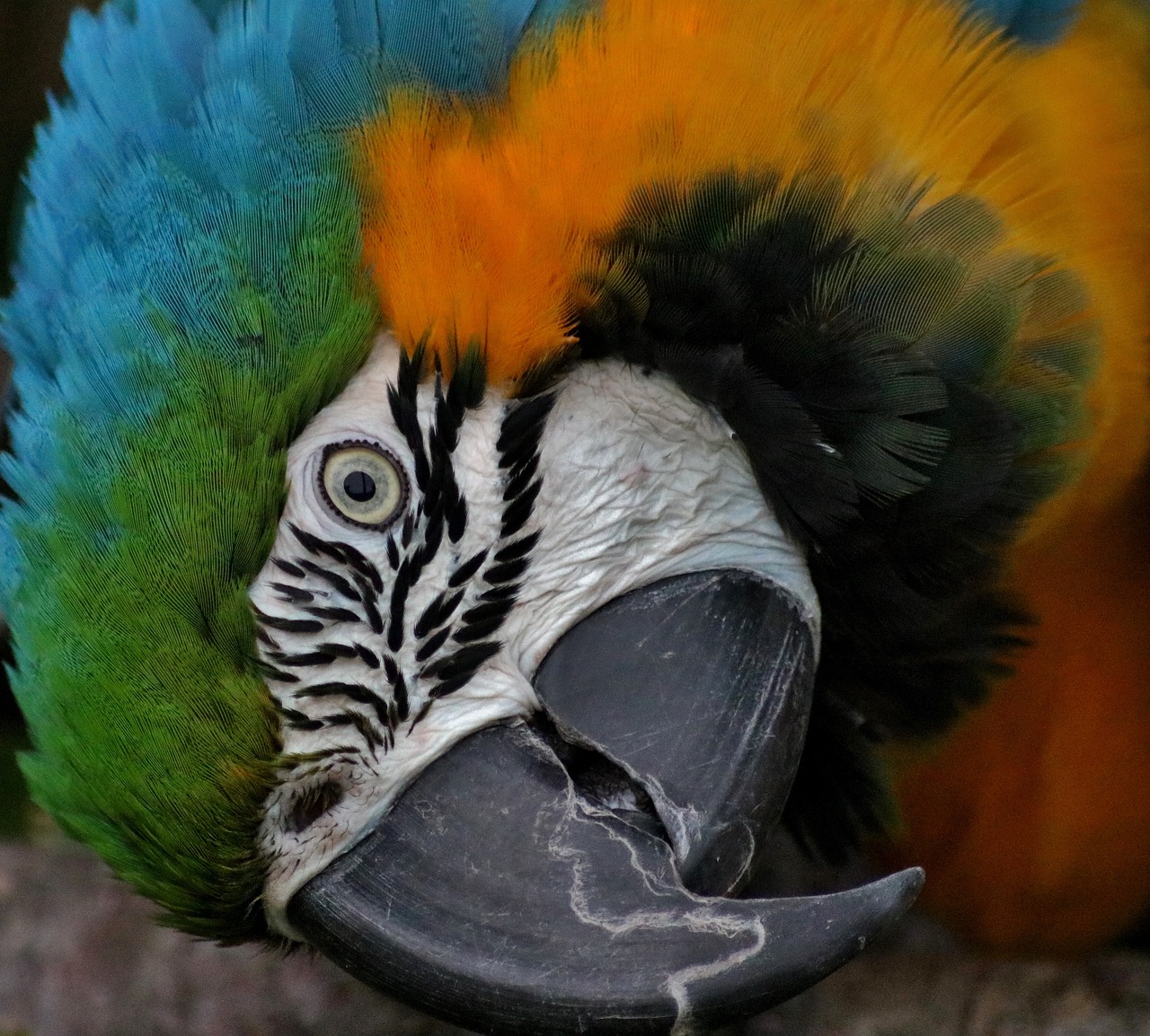 Image - hyacinth macaw parrot bird hyacinth