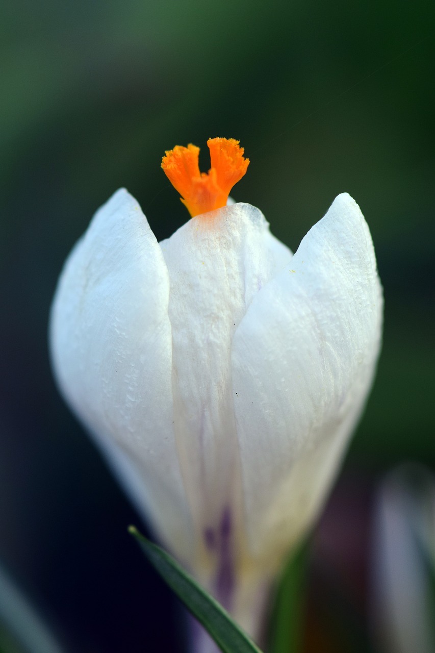 Image - crocus white spring flower blossom