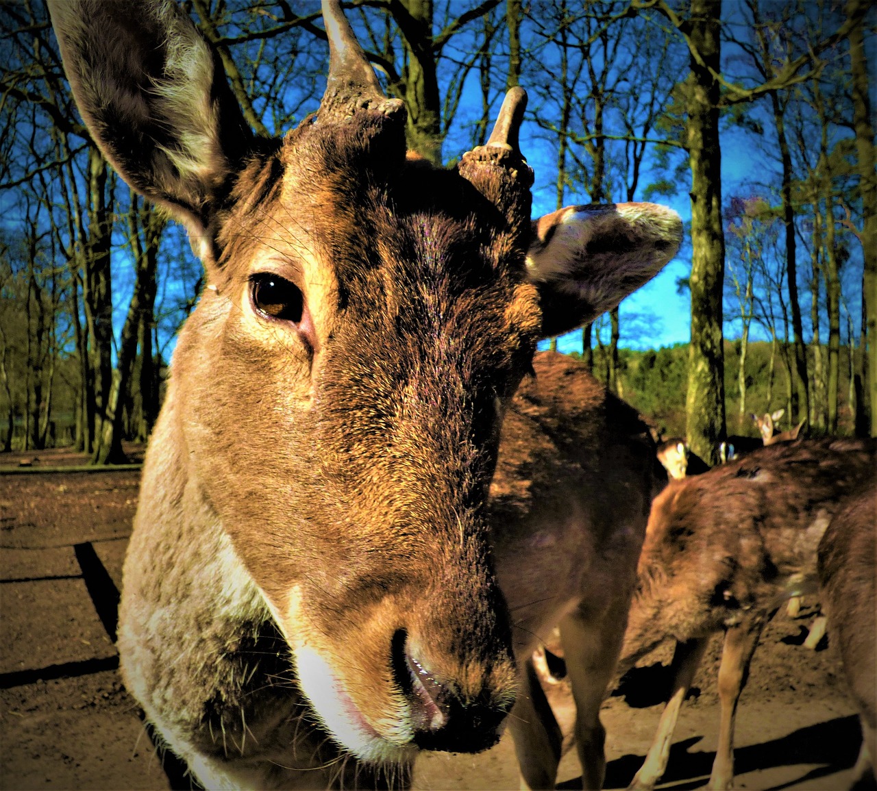 Image - hirsch roe deer scheu wild animal