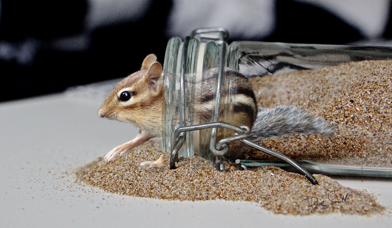 Image - chipmunk cute funny