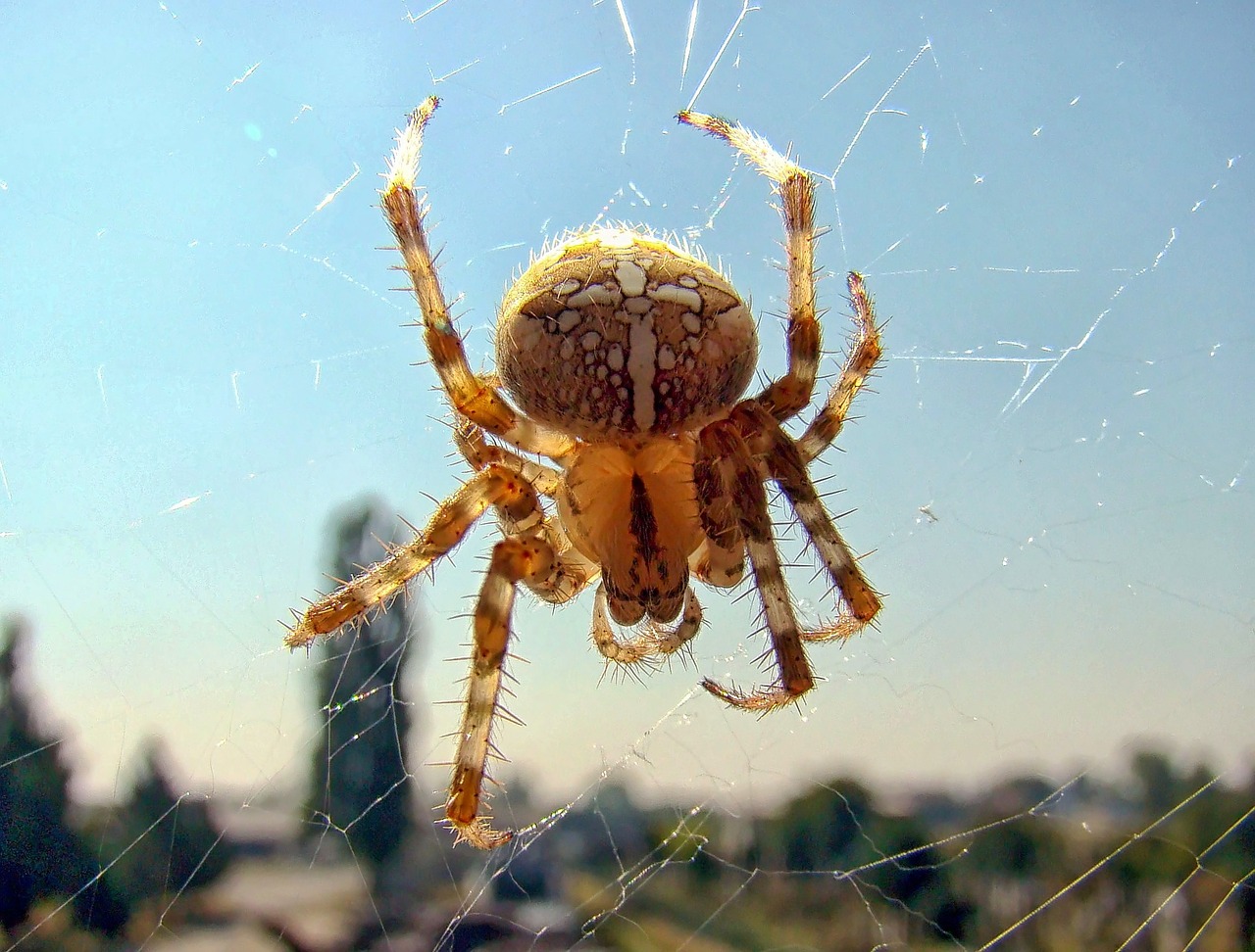 Image - spider insects nature wildlife