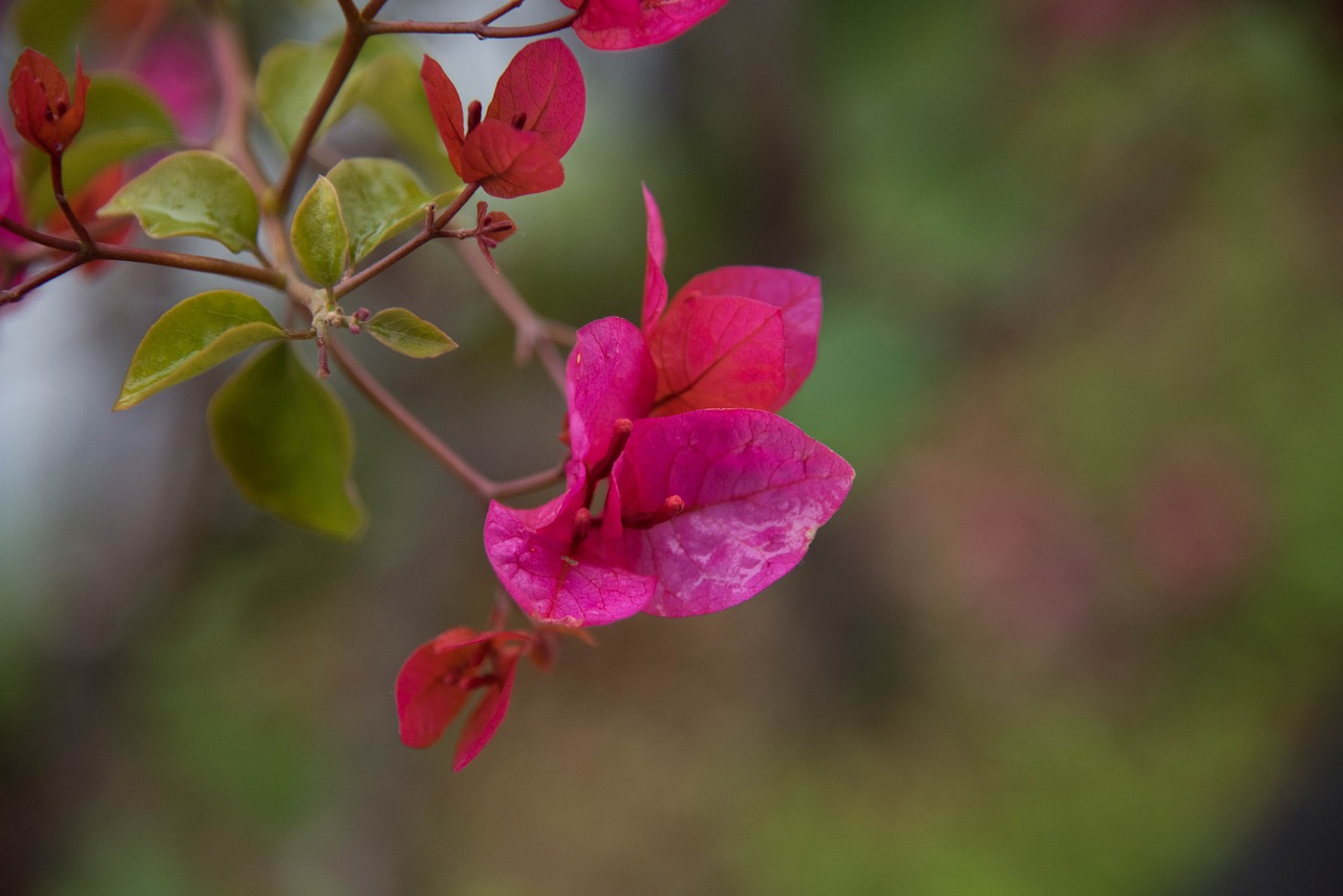 Image - flower bougainvillea spring