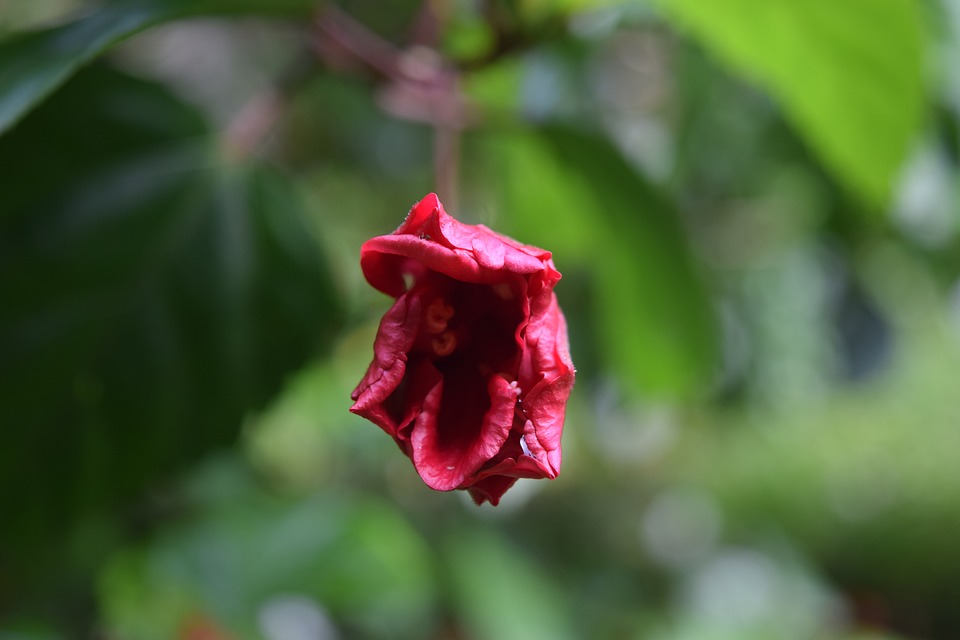 Image - flower red flower nature green red