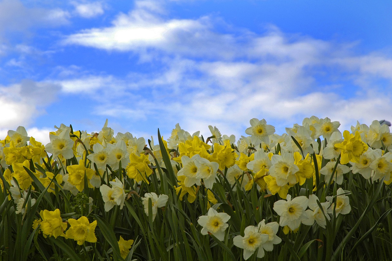 Image - himmel narcissus pingstliljor