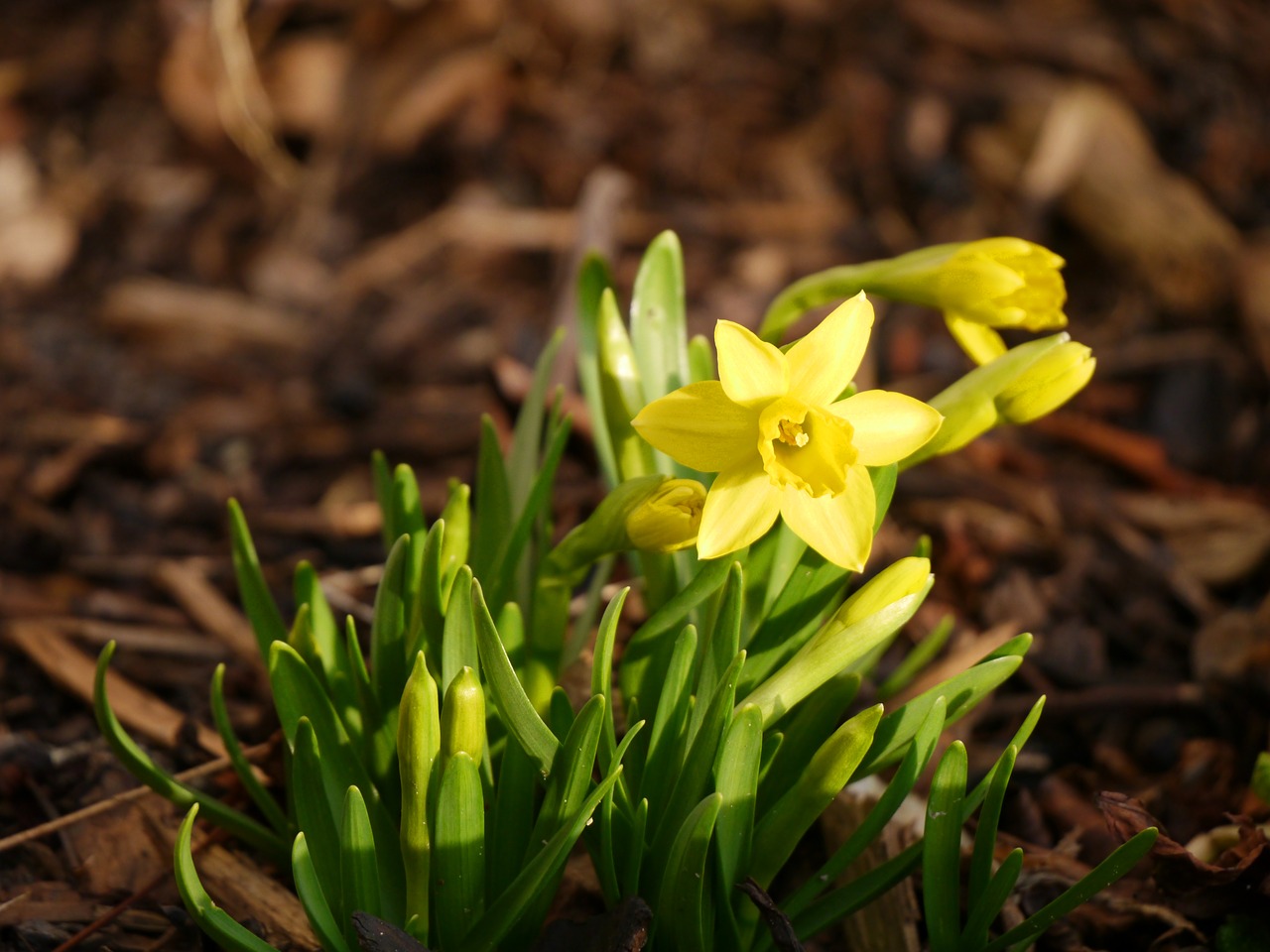 Image - tete a tete narcissus easter yellow