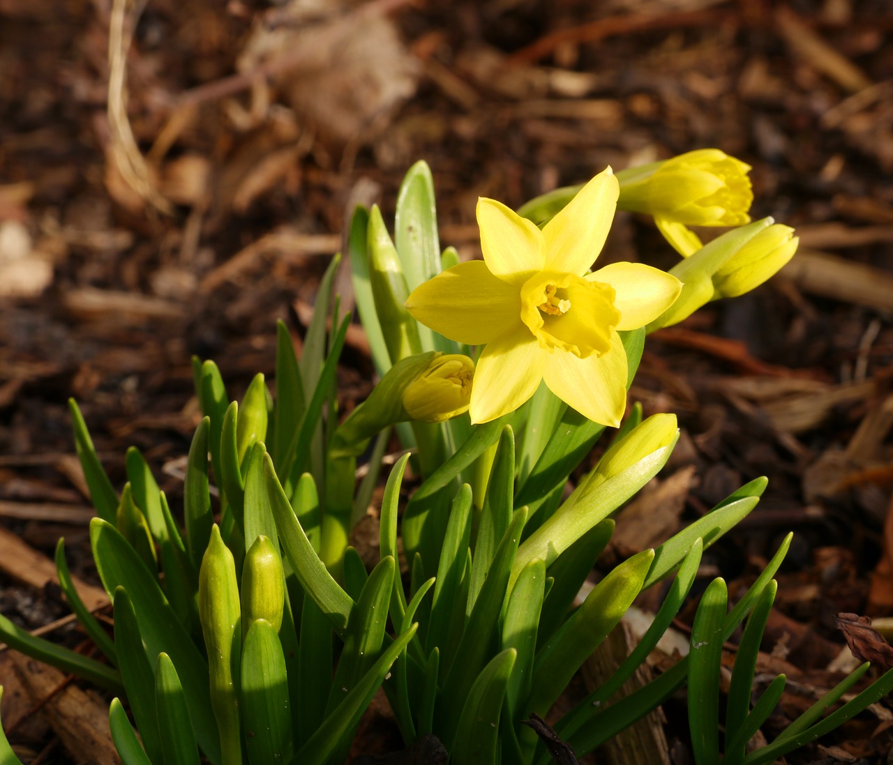 Image - tete a tete narcissus easter yellow